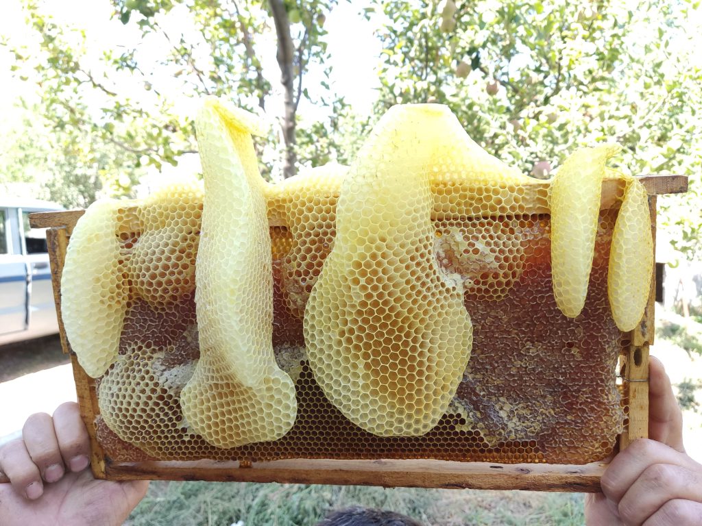 موم عسل در زنبورستان