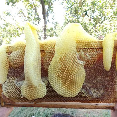 موم عسل در زنبورستان
