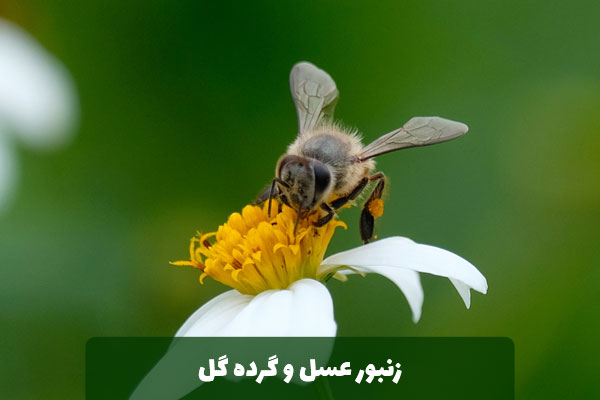 زنبور عسل و گرده گل