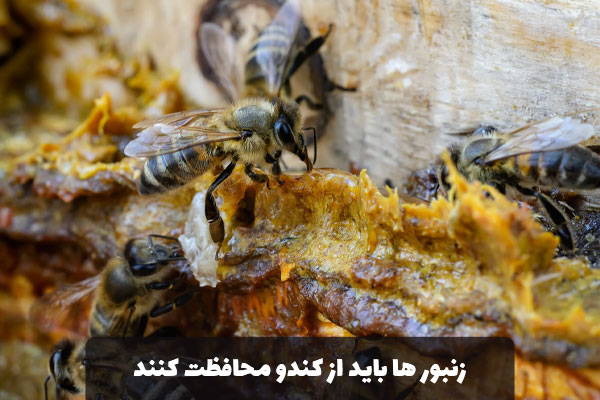 محافظت زنبور عسل از کندو