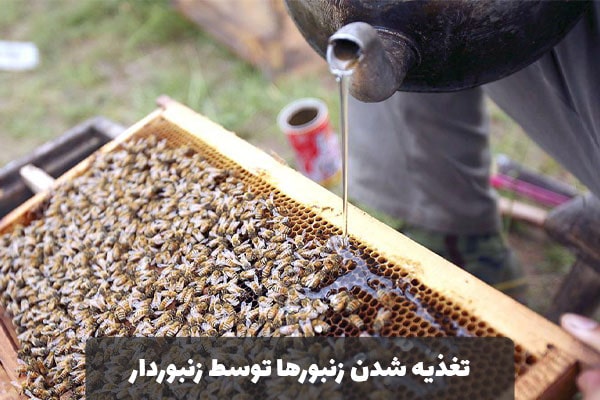 تغذیه شدن زنبور ها توسط زنبوردار