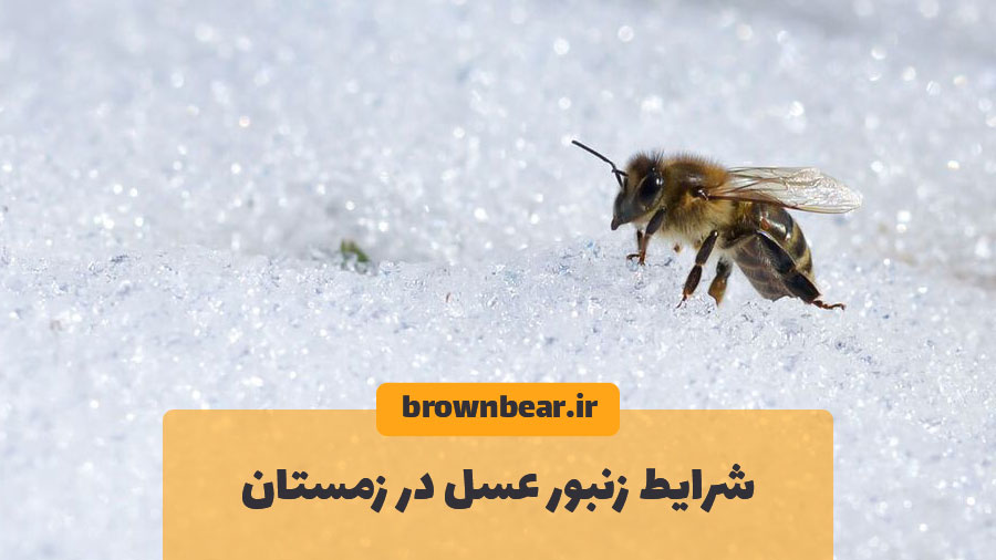 شرایط زنبور عسل در زمستان
