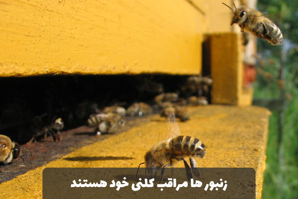 زنبور های کاگر نگهبانی می دهند