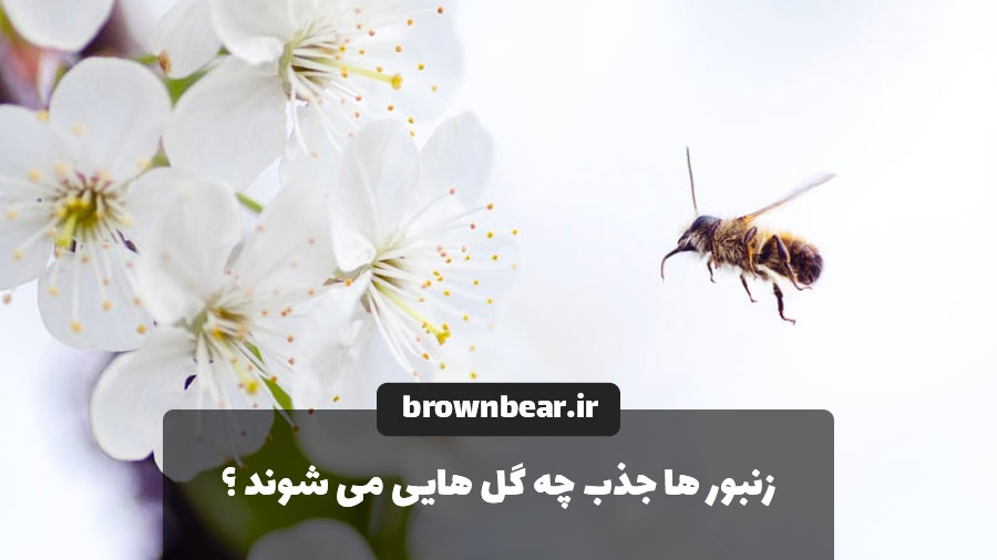 گل مورد علاقه زنبور عسل